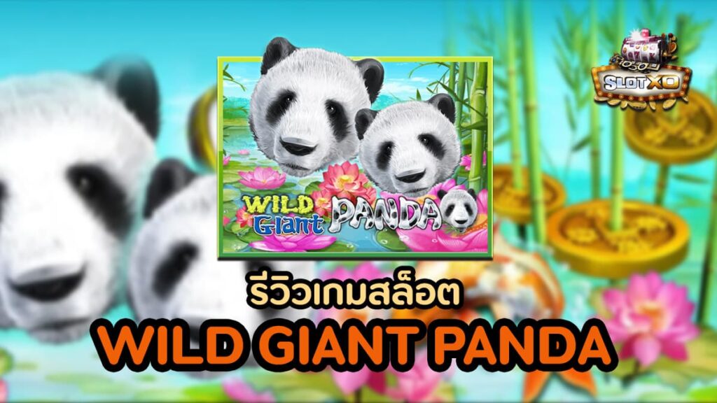 wild giant panda