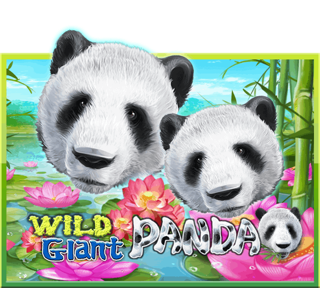 wild giant panda